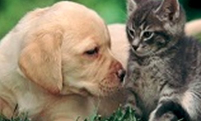 第24届亚宠展 - Pet Fair Asia 2021